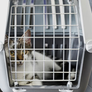 viajar gato avión transportín