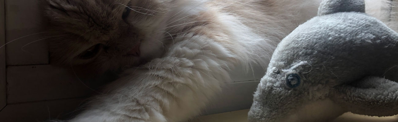 Higiene del gato persa