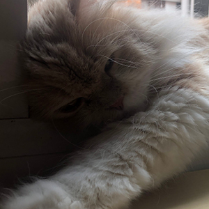 Higiene del gato persa