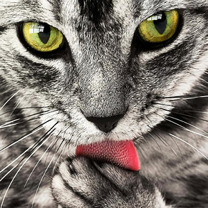 comida gato necesidades energeticas