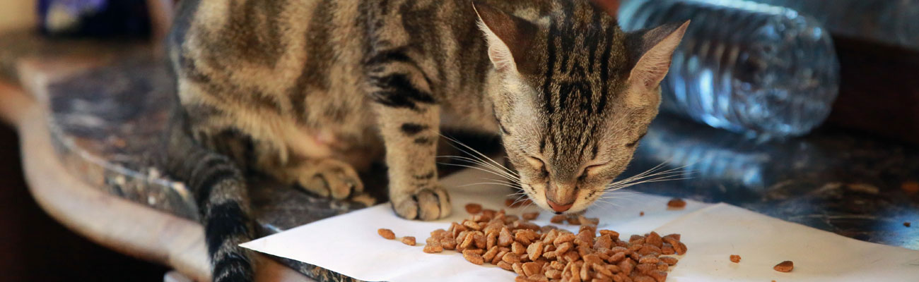comida y gatos: comportamiento en la alimentación