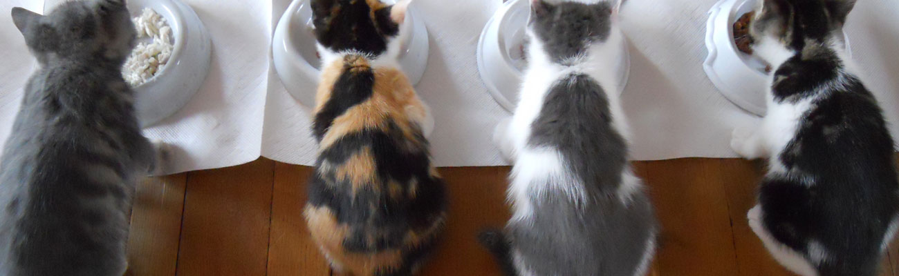 Necesidades energéticas cachorros