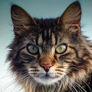 gato main coon atigrado