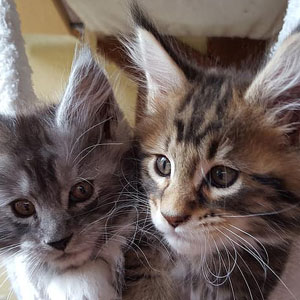 Cachorros de gato Maine Coon