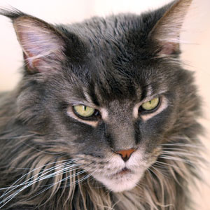 gato Main Coon color sólido