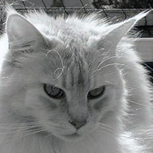 gato maine coon silver
