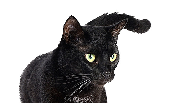 Gato Bombay