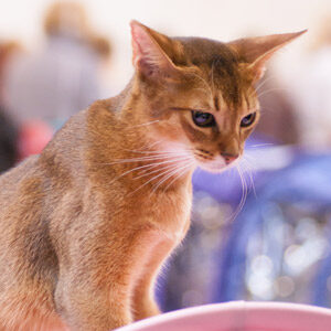 Gato abisinio