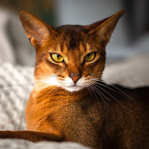 Gato abisinio plano frontal