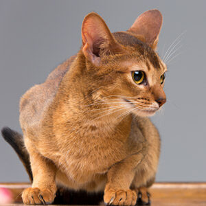 Gato abisinio