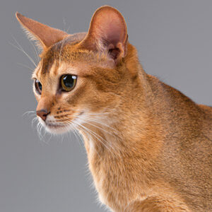 Gato abisinio detalle cabeza