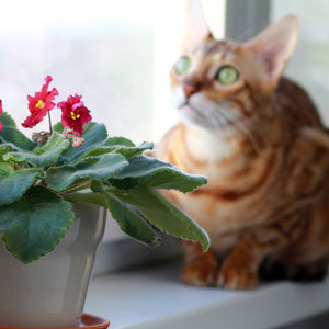 gato Bengalí de ojos verdes