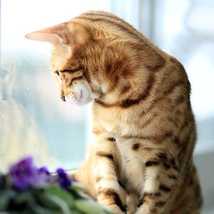 gato Bengalí mirando a través de cristal