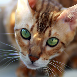cara de gato Bengalí