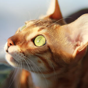 cara de gato Bengalí 