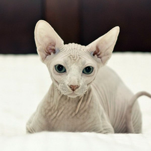 Gato Sphinx blanco sin bigotes