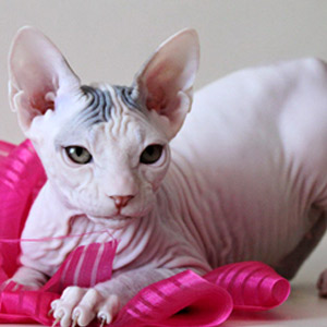 Gato Sphinx blanco con manchas en la frente