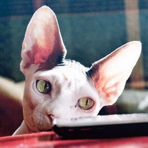 Gato Sphinx ojos verdes