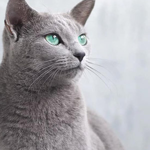gato Azul Ruso claro