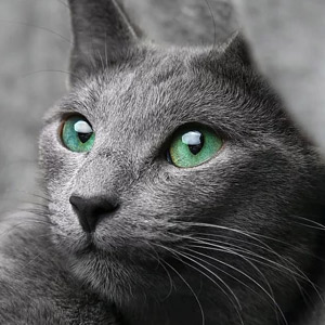 gato Azul Ruso plano detalle cara