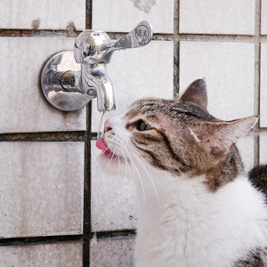 bebederos para gatos cachorro bebiendo de fuente