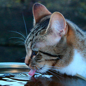 bebederos para gatos