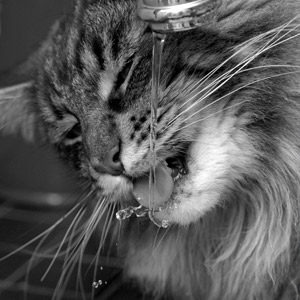 maine coon bebederos para gatos