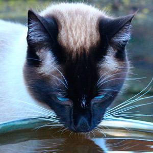 siamés bebiendo agua en bebederos para gatos