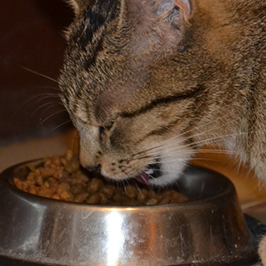 comida para gatos en cuenco de acero inoxidable