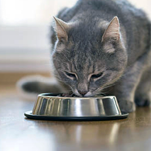 gato gris azulado comiendo comida para gatos en forma de croquetas de pienso