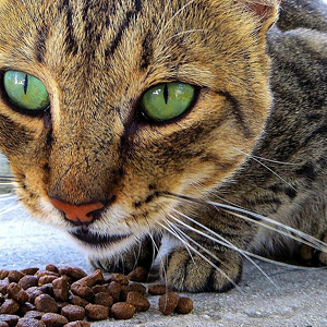 comida para gatos en forma de croquetas de pienso