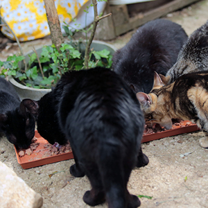 gatos callejeros comiendo comida para gatos