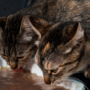 comida para gatos en terrina de aluminio