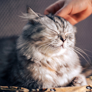 cuidador de gatos acariciando la cabeza de un gato adulto atigrado