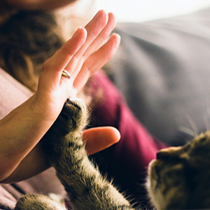 cuidador de gatos jugando con un cachorro