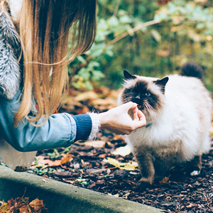 cuidador de gatos dando de comer a un gato