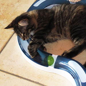 juguetes para gatos interactivos