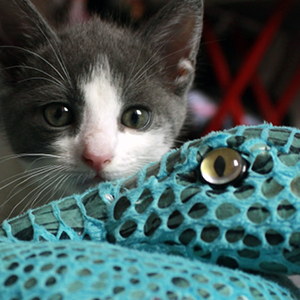 juguetes para gatos peluches