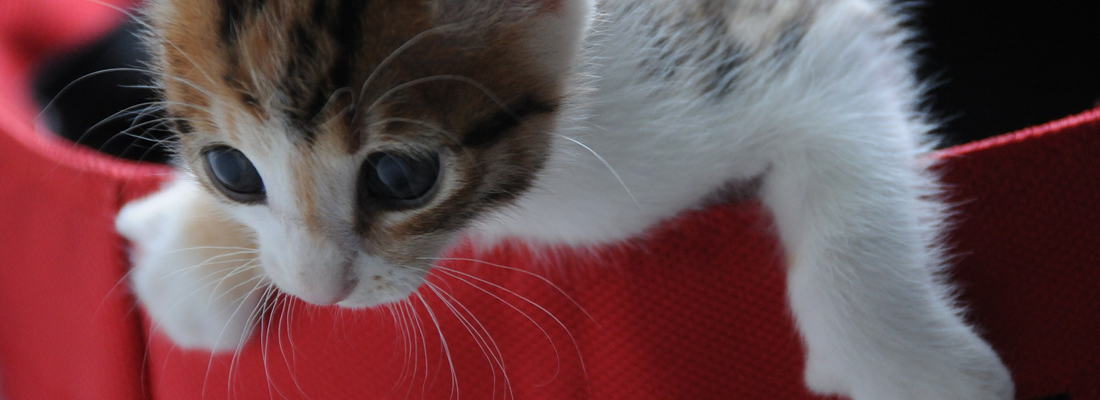 juguetes para gatos interactivos saco rojo