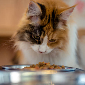 maine coon comiendo pienso comida para gatos