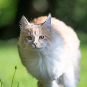 gato maine coon corriendo por el campo