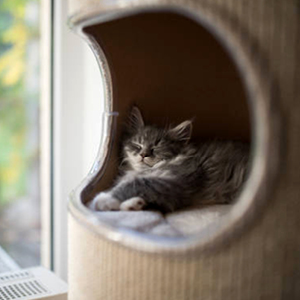gato maine coon descansando
