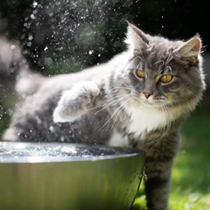 maine coon jugando con el agua