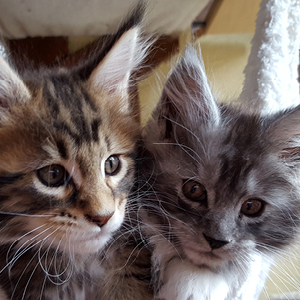 cachorros de maine coon con orejas puntiagudas