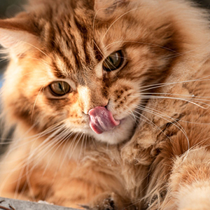 maine coon relamiendose