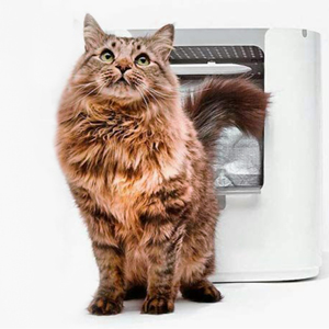 areneros para gatos grandes como el Maine Coon