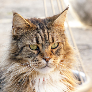 gato maine coon con mirada fija al frente