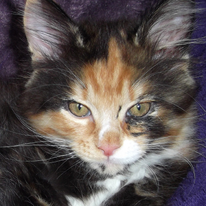 cachorro main coon carey