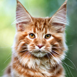 maine coon con pelachos en orejas puntiadas