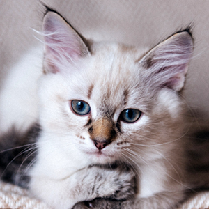 cachorro de maine coon con orejas puntiagudas